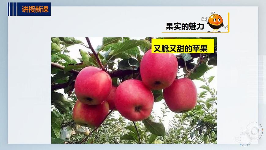 第二單元  秋天的童話  主題活動(dòng)二《認(rèn)識(shí)水果朋友》  課件第8頁(yè)