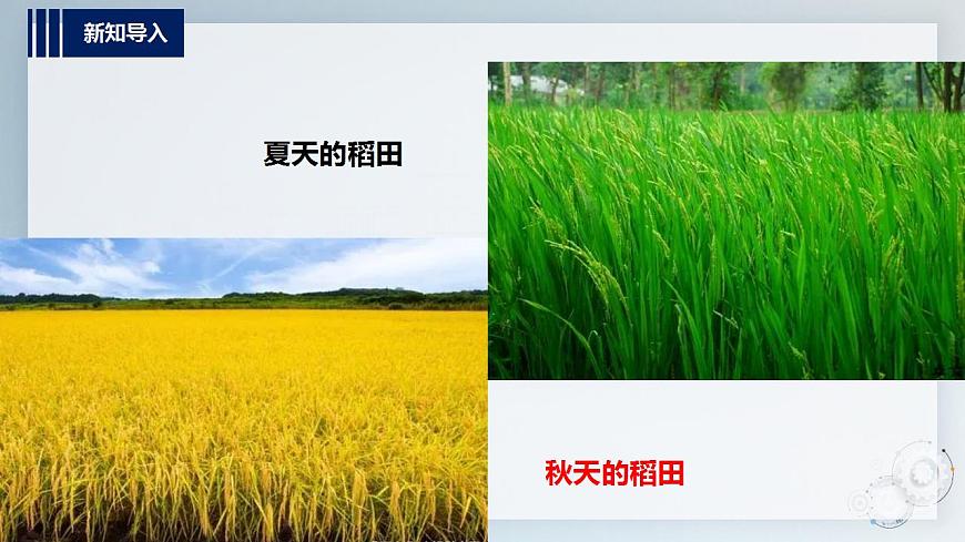 第二單元  秋天的童話  主題活動(dòng)三《寫(xiě)給秋姑娘的明信片》  課件第3頁(yè)