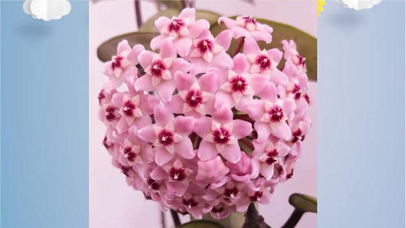 综合实践《纸雕花球》课时课件02