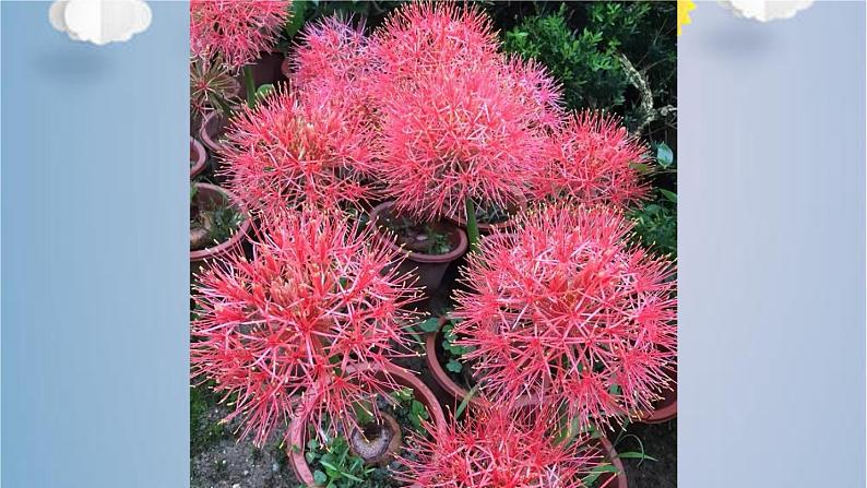 综合实践《纸雕花球》课时课件03