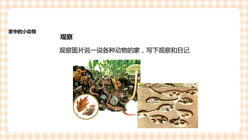 《身边的动物》 课件第4页