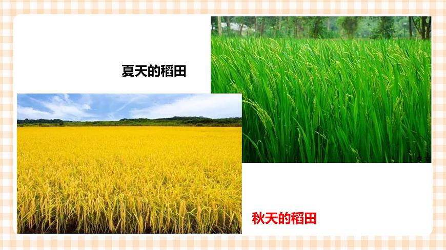 第二單元  秋天的童話  主題活動(dòng)三《寫給秋姑娘的明信片》  課件第3頁(yè)