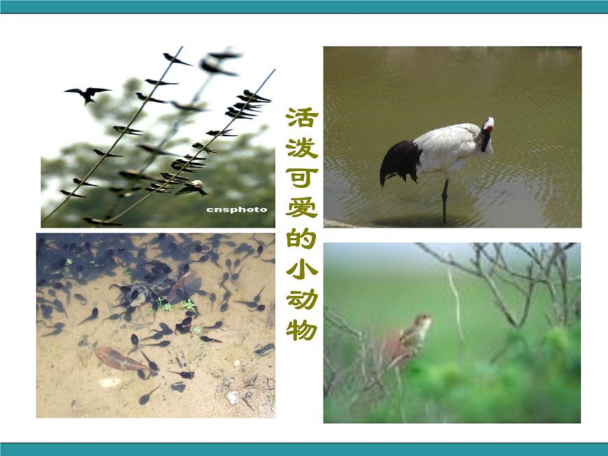三年級(jí)下冊(cè)綜合實(shí)踐活動(dòng)課件- 相約春天｜長(zhǎng)春版第5頁(yè)