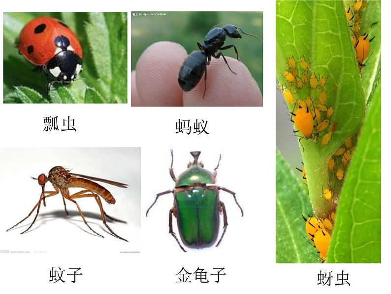 三年级上册综合实践课件-6.1昆虫的美食++|沪科黔科版02