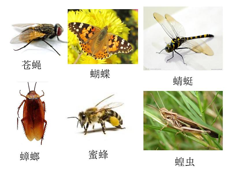 三年级上册综合实践课件-6.1昆虫的美食++|沪科黔科版03