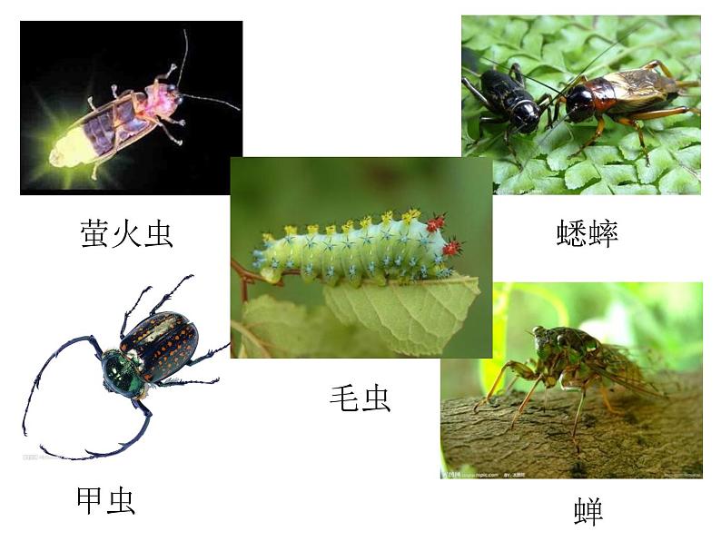 三年级上册综合实践课件-6.1昆虫的美食++|沪科黔科版04