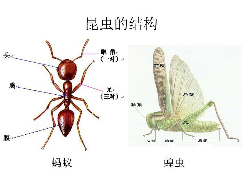 三年级上册综合实践课件-6.1昆虫的美食++|沪科黔科版05