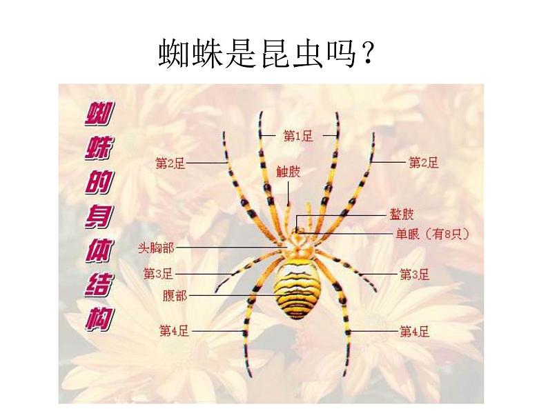 三年级上册综合实践课件-6.1昆虫的美食++|沪科黔科版06