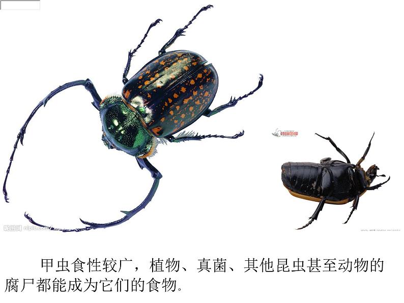 三年级上册综合实践课件-6.1昆虫的美食++|沪科黔科版07
