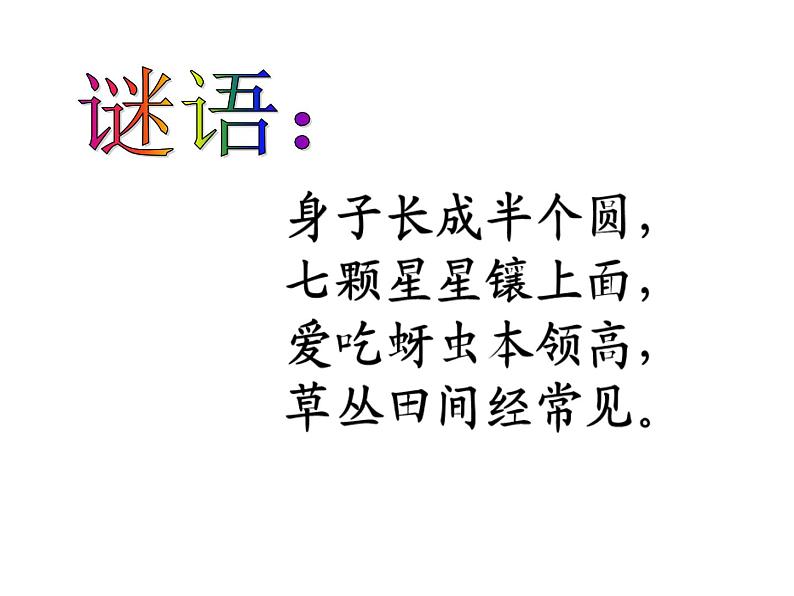 三年级上册综合实践课件-6.3瓢虫知多少++|沪科黔科版01