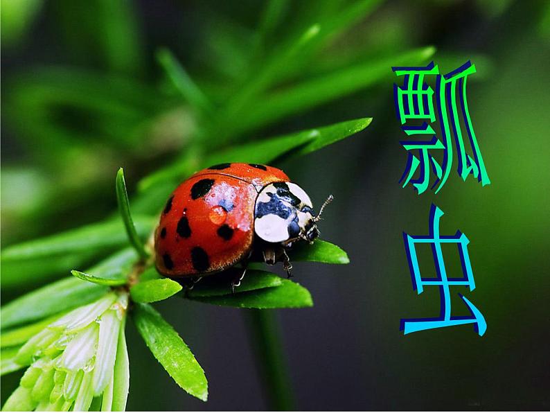 三年级上册综合实践课件-6.3瓢虫知多少++|沪科黔科版03