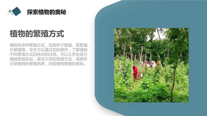粤教版三年级下册综合实践活动第1课我的植物“邻居”教学课件07