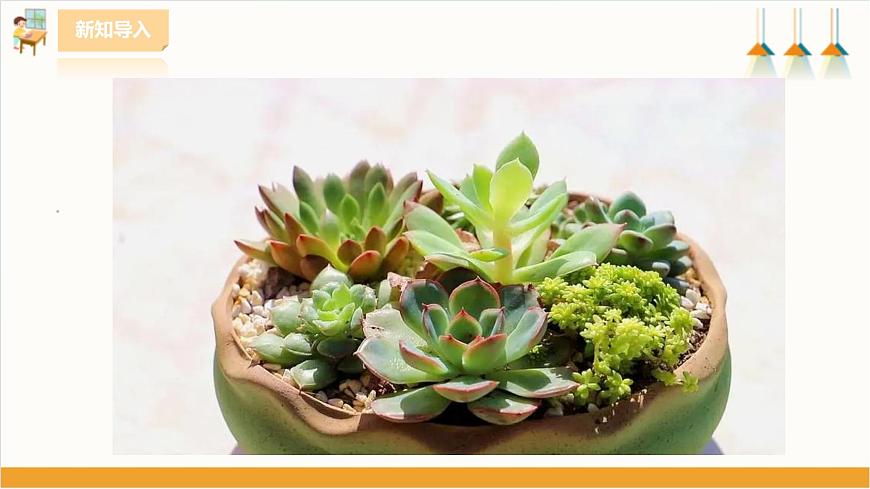 粵教版三年級(jí)下冊(cè)綜合實(shí)踐活動(dòng)第一單元《我的植物“鄰居”》第一課時(shí)  課件第4頁