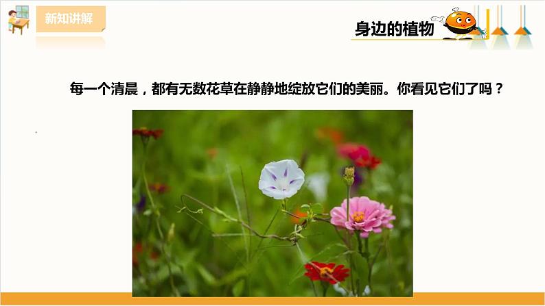 粤教版三年级下册综合实践活动第一单元《我的植物“邻居”》第一课时 课件08