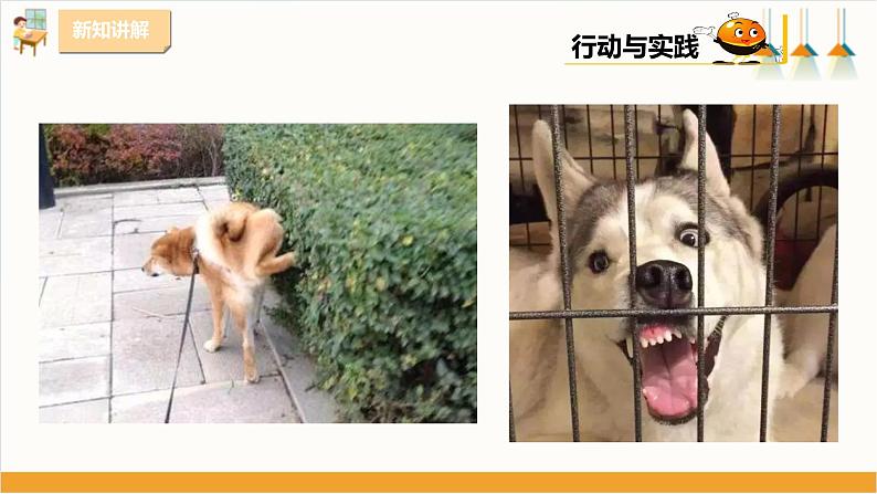 粤教版三年级下册综合实践活动第二单元《家有宠物》第二课时 课件07