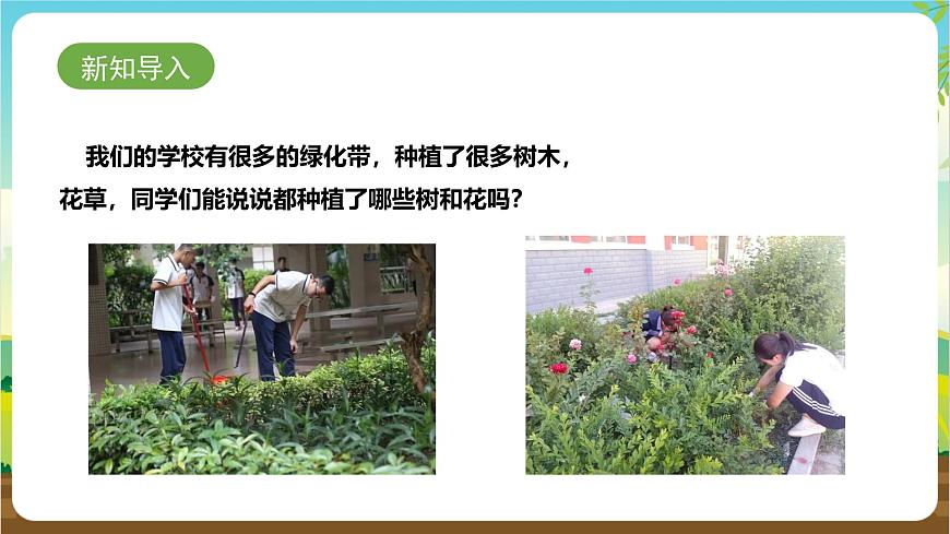 魯科版綜合實踐活動三年級下冊2.1《認識花草樹木》課件第3頁