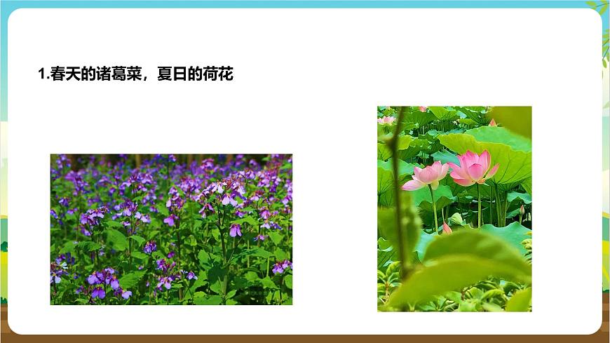 魯科版綜合實踐活動三年級下冊2.1《認識花草樹木》課件第7頁