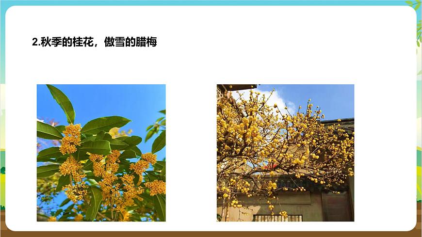 魯科版綜合實踐活動三年級下冊2.1《認識花草樹木》課件第8頁