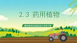 鲁科版综合实践活动三年级下册2.3《药用植物》课件+教案+素材