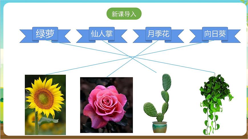 粤教版综合实践活动三年级下册第一单元《我的植物“邻居”》第二课时 课件第2页