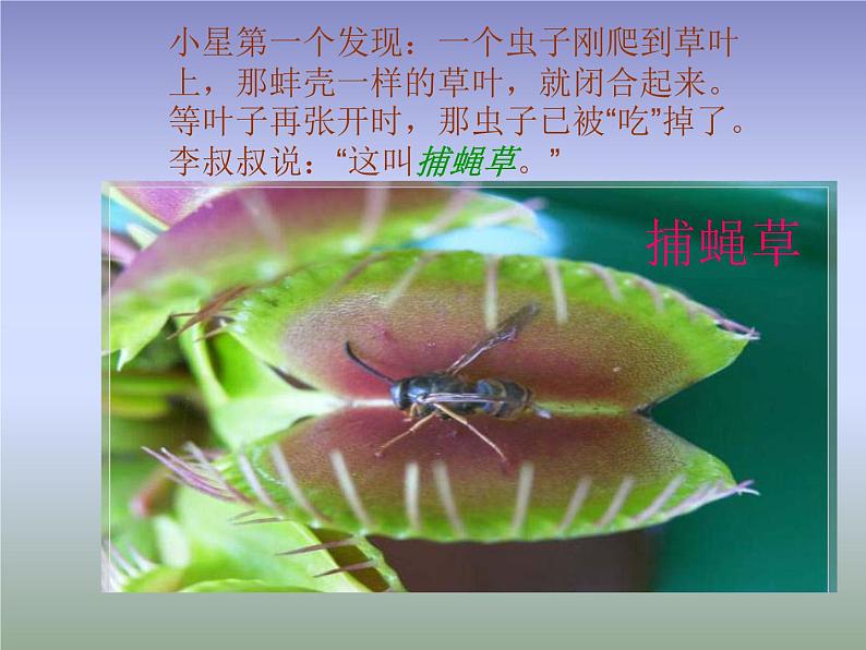 小学三年级下册信息技术-14编辑科普短文-浙江摄影版-(24张)ppt课件第6页