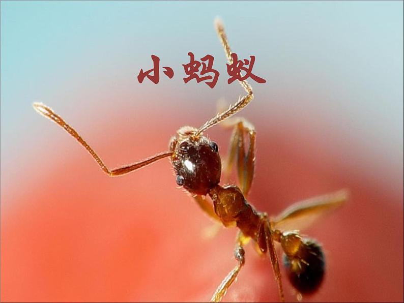 冀教版五年级下册信息技术 15.小蚂蚁 课件第1页