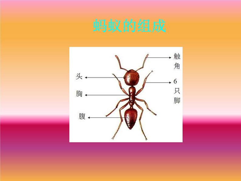 冀教版五年级下册信息技术 15.小蚂蚁 课件第2页