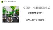 浙教版一年级上册项目四 巧用资源美生活——水培植物我养护任务二 选种水培植物背景图课件ppt
