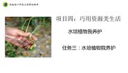 小学劳技浙教版一年级上册任务三 水培植物我养护精品课件ppt