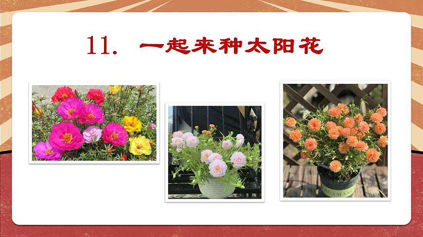 小學(xué)勞動(dòng)教育 二年級(jí)下冊(cè) 活動(dòng)《一起來種太陽花》（第一課時(shí)）課件第3頁