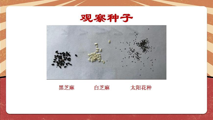 小學(xué)勞動(dòng)教育 二年級(jí)下冊(cè) 活動(dòng)《一起來種太陽花》（第一課時(shí)）課件第6頁