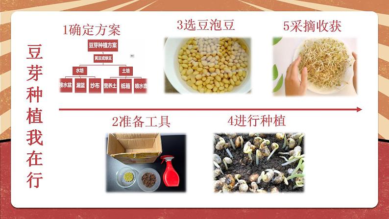 小学劳动教育 二年级下册 活动《豆芽种植我在行》(第一课时) 课件06