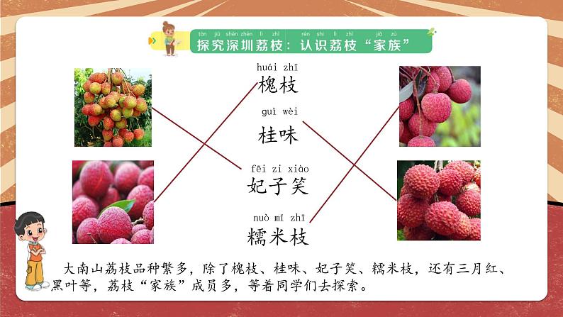 小学劳动教育 一年级下册 活动16《探究 荔枝》第一课时 课件06