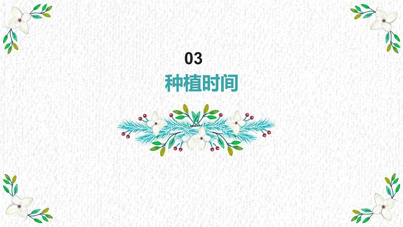 湘教版高年级第二单元第6课盆栽香葱 课件08