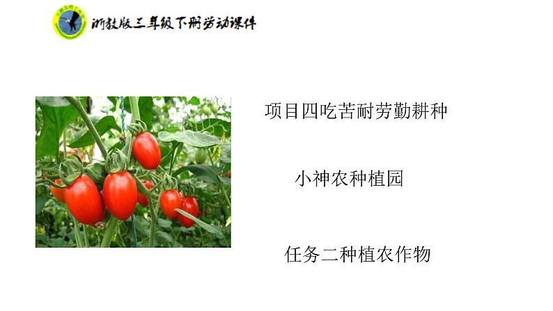 新课标浙教版三年级劳动下册项目四任务二种植农作物课件+素材第2页