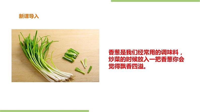 2.6《盆栽香葱》课件+教案02