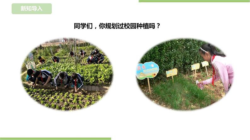 【浙教版】三年级下册《劳动》项目四 任务一 《规划种植园》 课件第2页