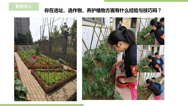 【浙教版】三年级下册《劳动》项目四 任务一 《规划种植园》 课件第3页