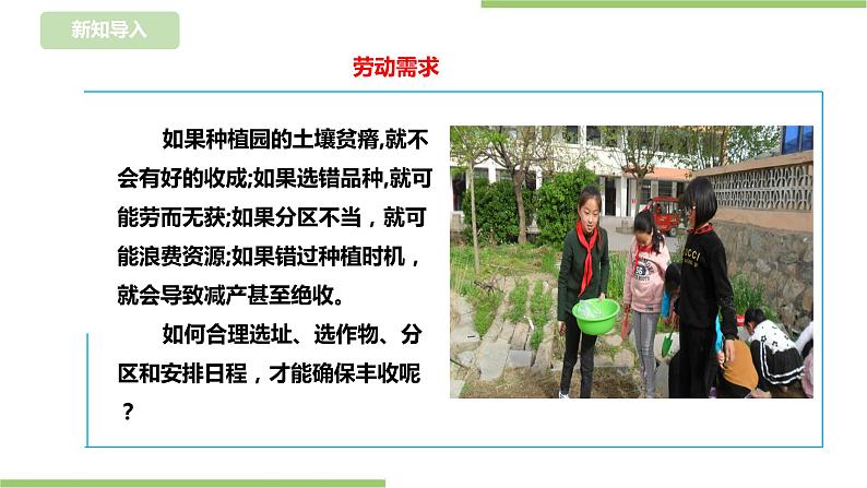 【浙教版】三年级下册《劳动》项目四 任务一 《规划种植园》 课件第4页