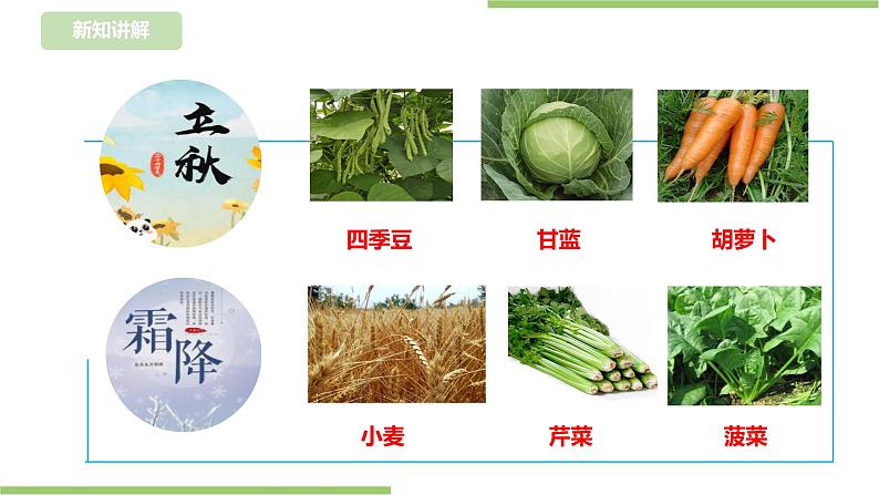 【浙教版】三年级下册《劳动》项目四 任务一 《规划种植园》 课件第6页
