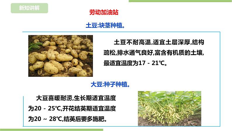 【浙教版】三年级下册《劳动》项目四 任务一 《规划种植园》 课件第7页