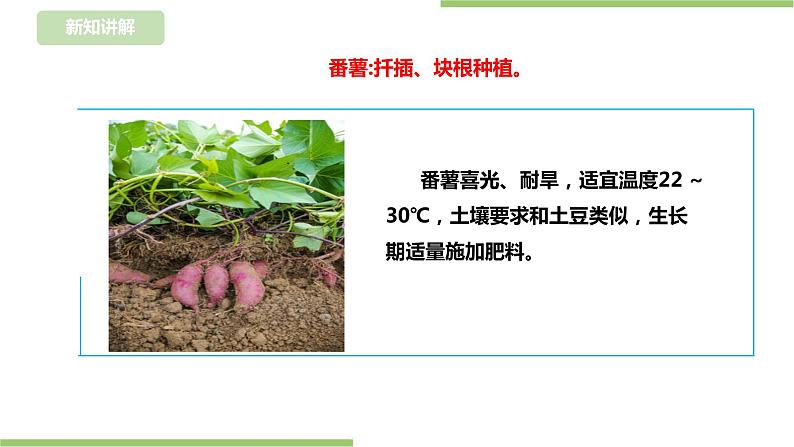 【浙教版】三年级下册《劳动》项目四 任务一 《规划种植园》 课件第8页