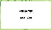 劳技三年级下册任务二   种植农作物优秀ppt课件