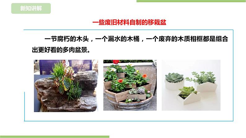 任务二《园中蔬菜我来种》课件+教案08