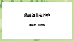 任务三《蔬菜幼苗我养护》课件+教案