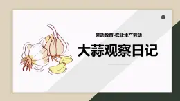 大蒜观察日记课件PPT