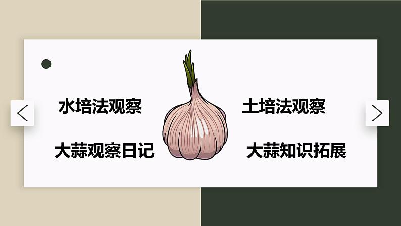 大蒜观察日记课件PPT02