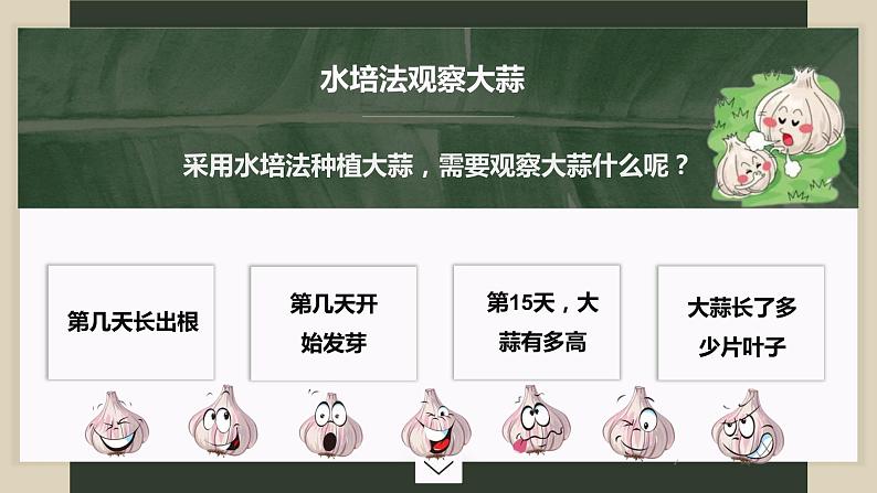 大蒜观察日记课件PPT05