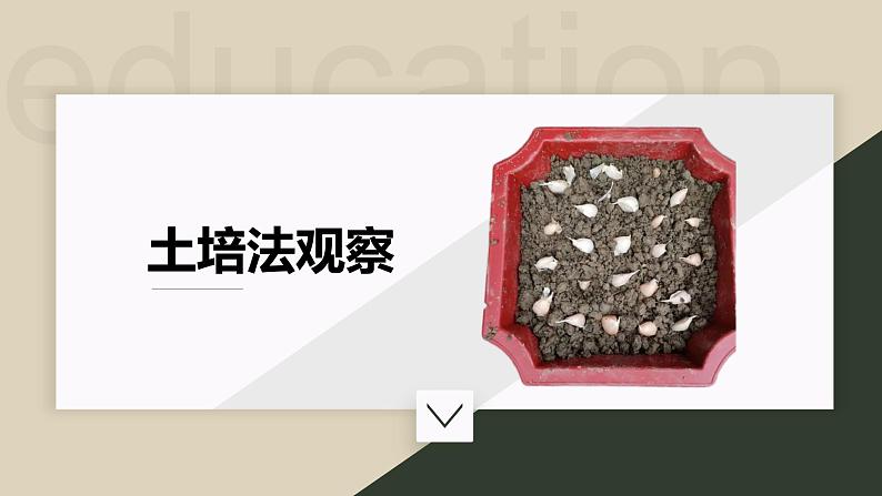 大蒜观察日记课件PPT06