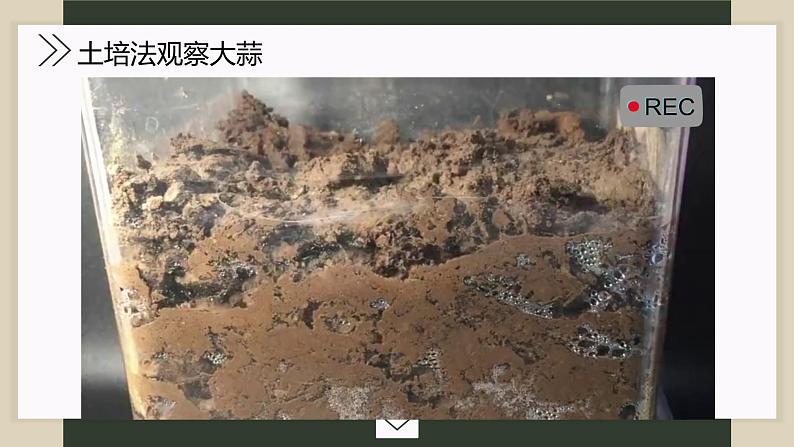 大蒜观察日记课件PPT07